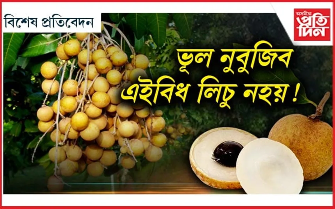 কি এই লংগান ? যাৰ উপকাৰিতা অগণন...